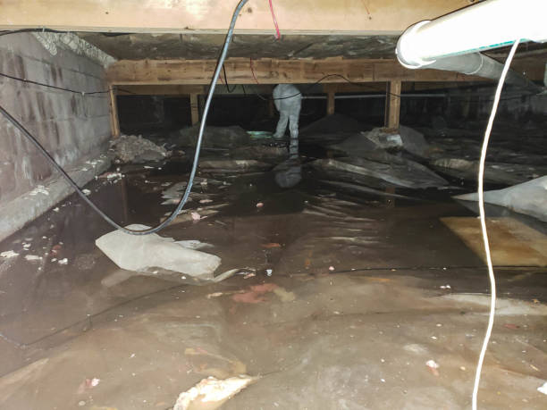 Best Sewage Cleanup and Restoration in Mec, CA